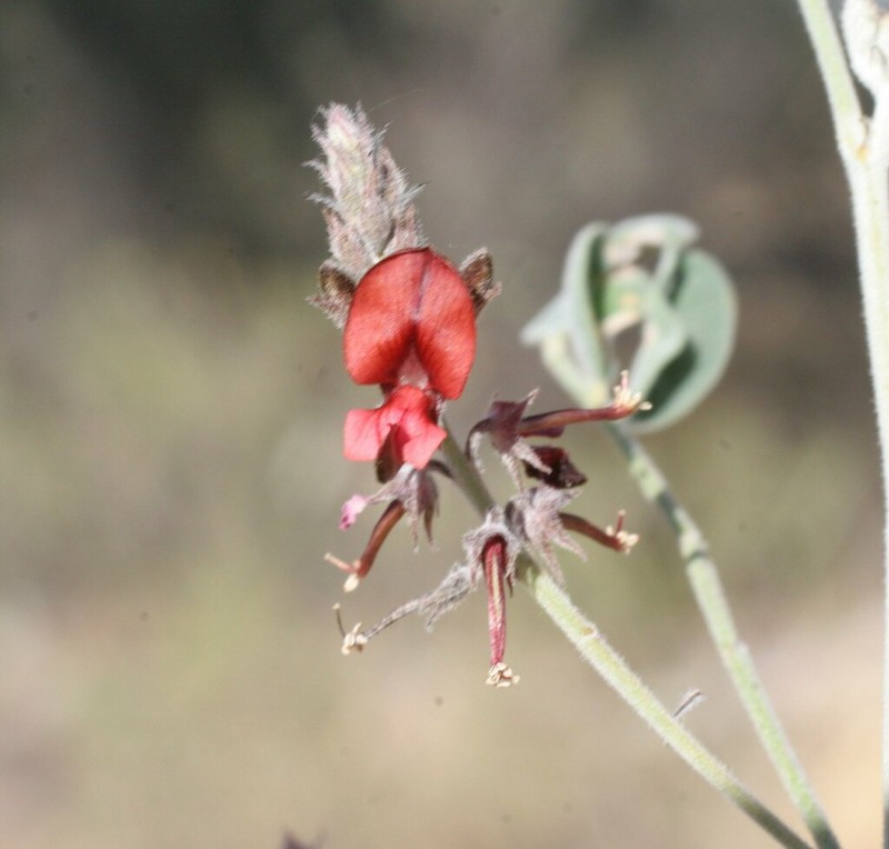 Indigofera georgei photo 3