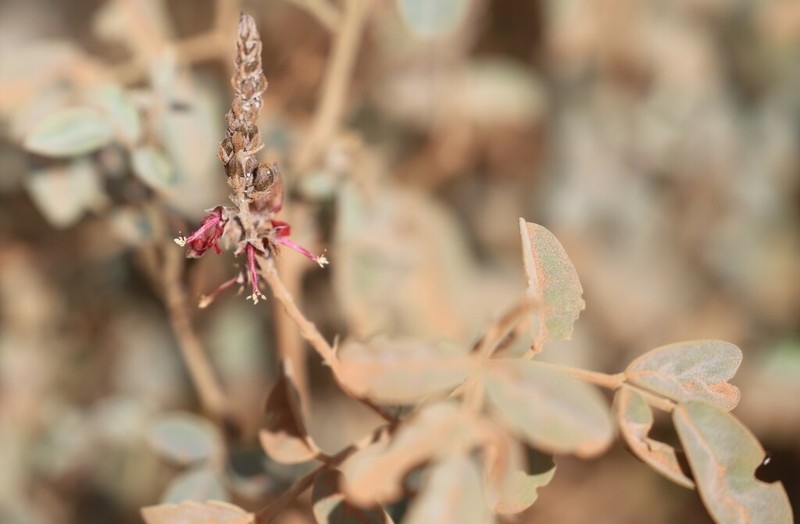 Indigofera georgei photo 4