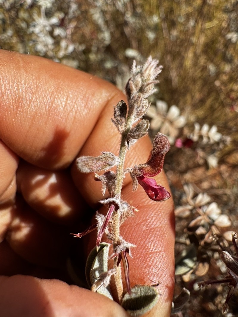 Indigofera georgei photo 5