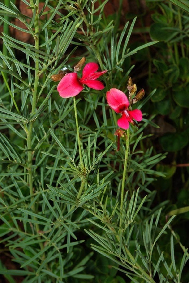 Indigofera gerrardiana photo 3