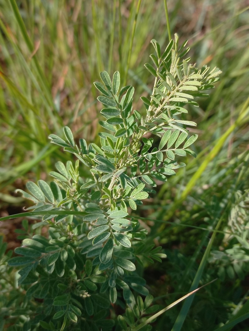 Indigofera gerrardiana photo 5