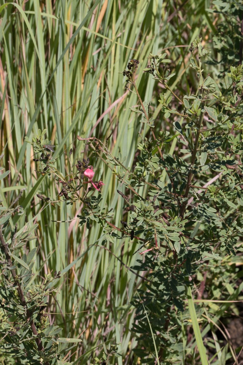 Indigofera gerrardiana photo 6