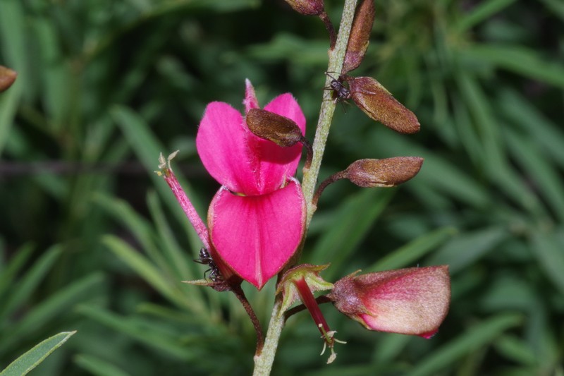 Indigofera gerrardiana photo 7