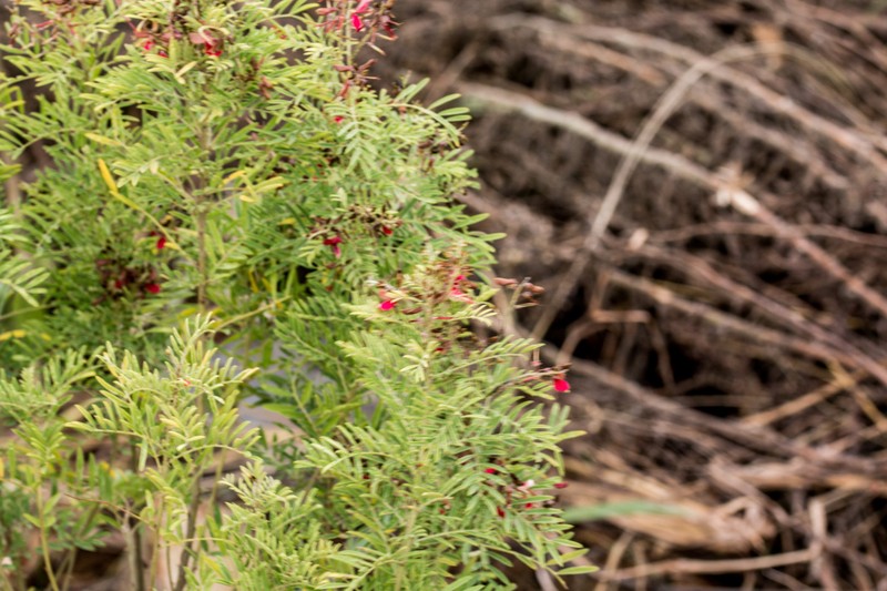 Indigofera gerrardiana photo 8