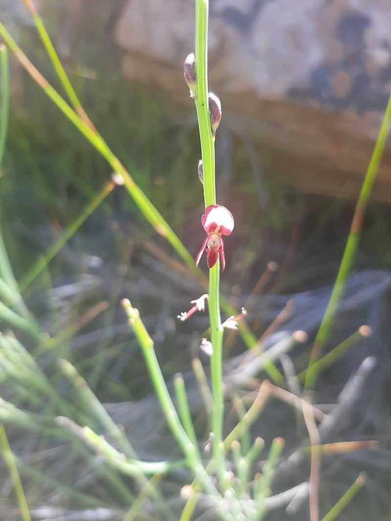 Indigofera gifbergensis