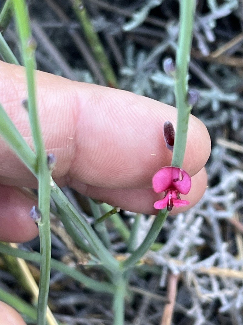 Indigofera gifbergensis photo 2