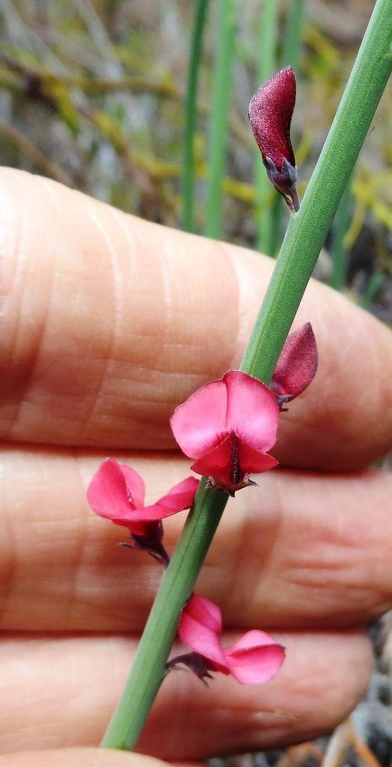Indigofera gifbergensis photo 3