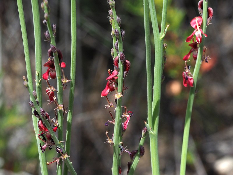 Indigofera gifbergensis photo 4