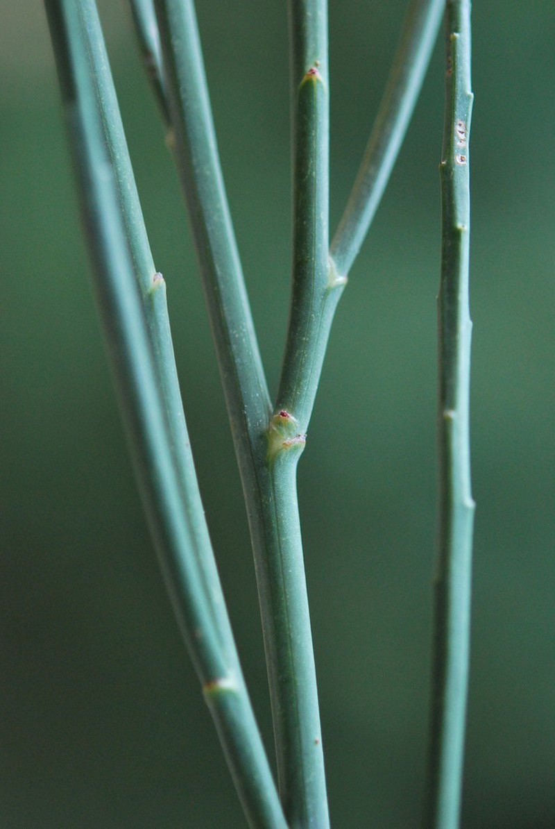 Indigofera gifbergensis photo 5