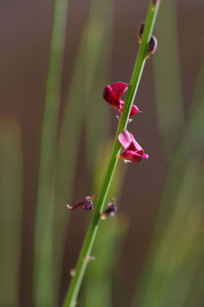 Indigofera gifbergensis photo 6