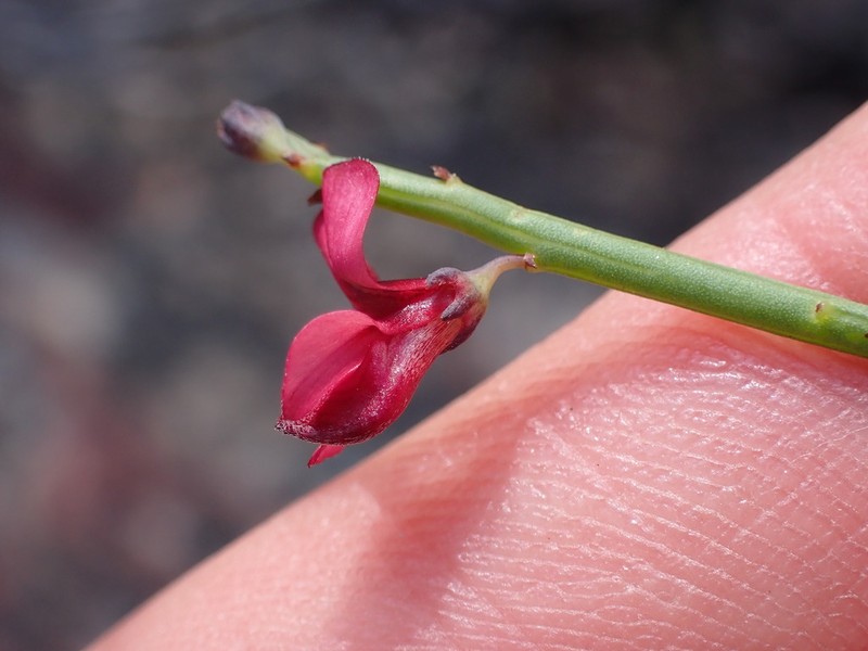 Indigofera gifbergensis photo 7