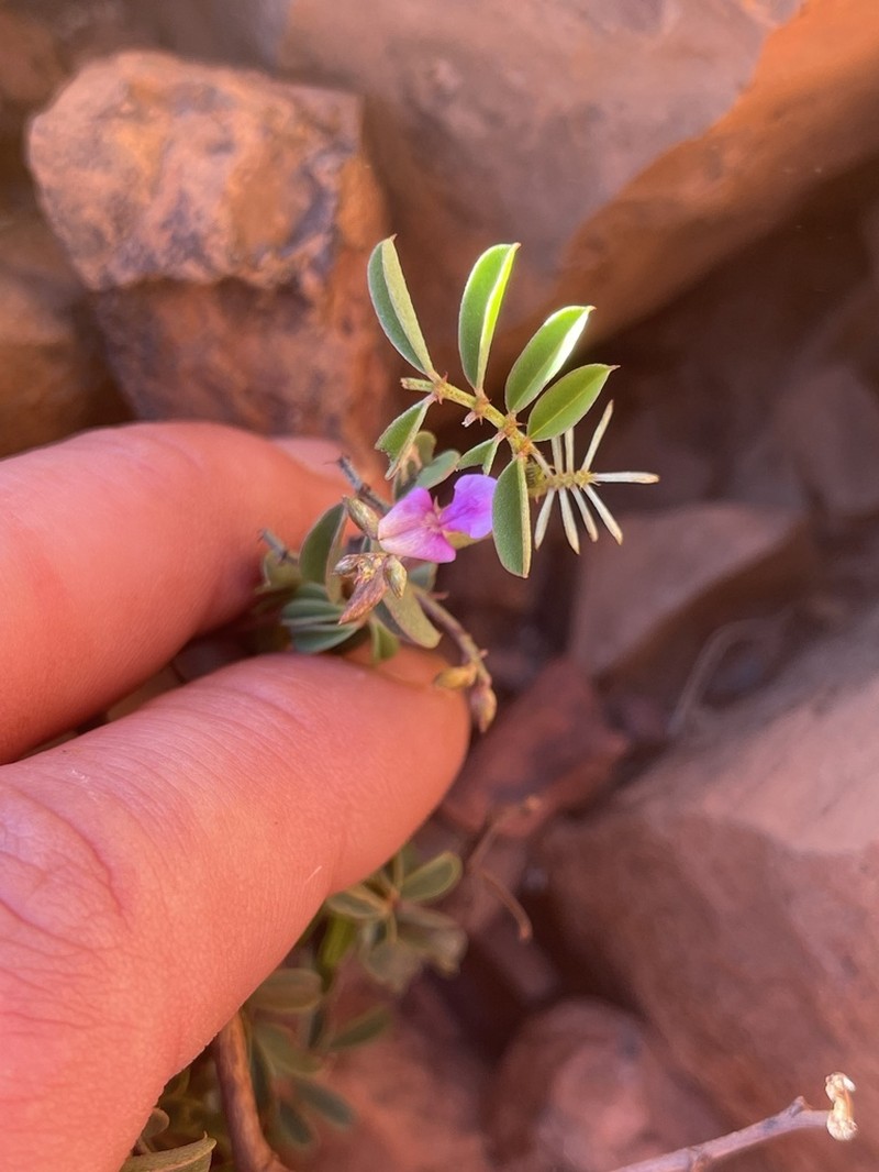 Indigofera gilesii photo 2