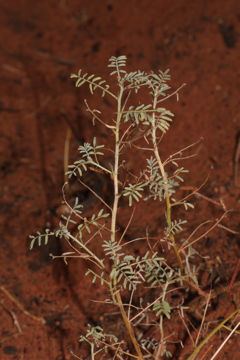 Indigofera gilesii photo 3