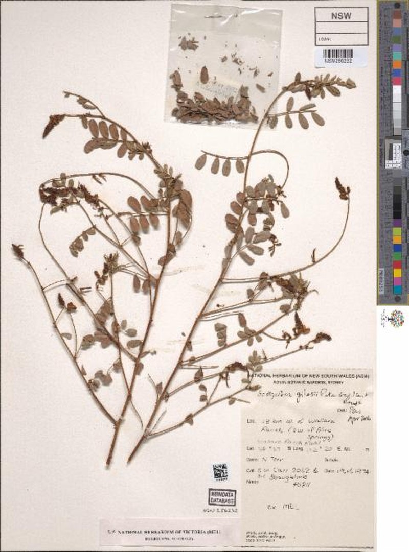 Indigofera gilesii photo 4