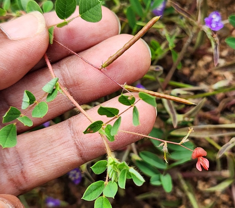 Indigofera glabra