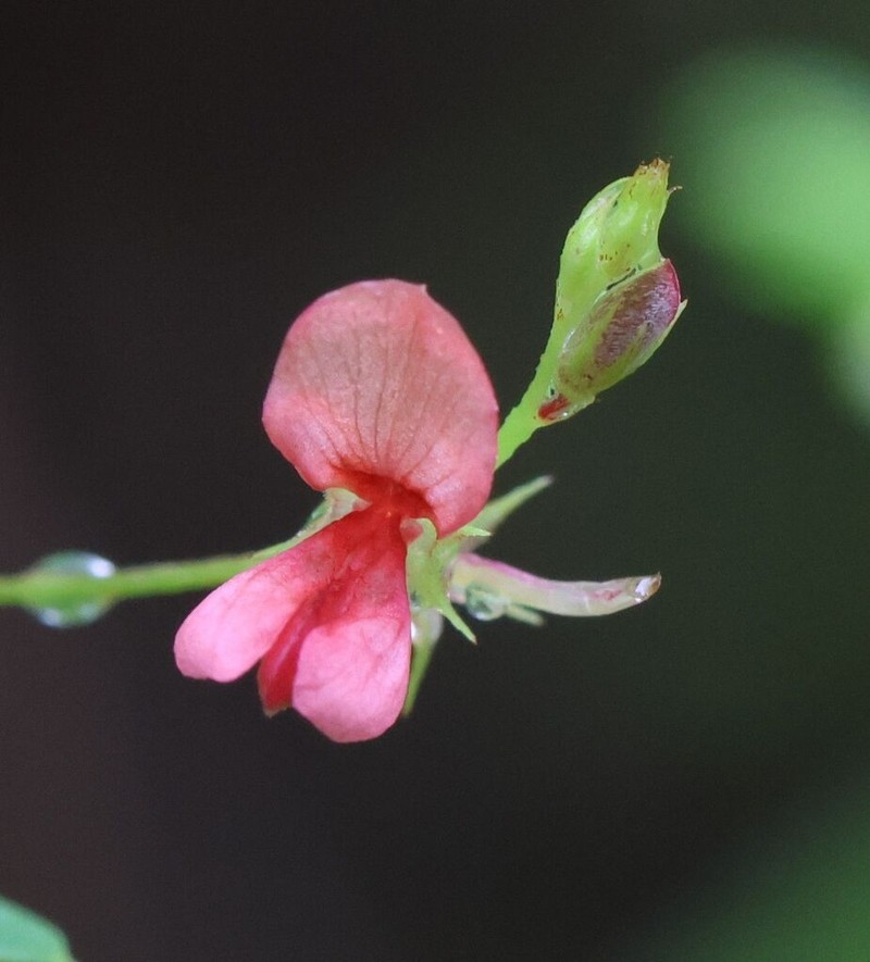 Indigofera glabra photo 2