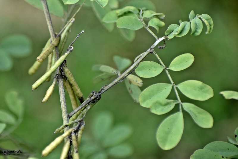 Indigofera glabra photo 3