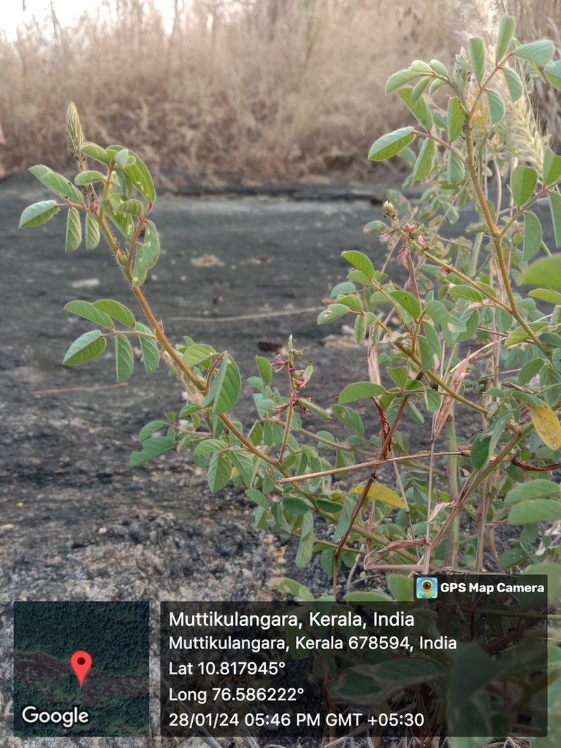 Indigofera glabra photo 4