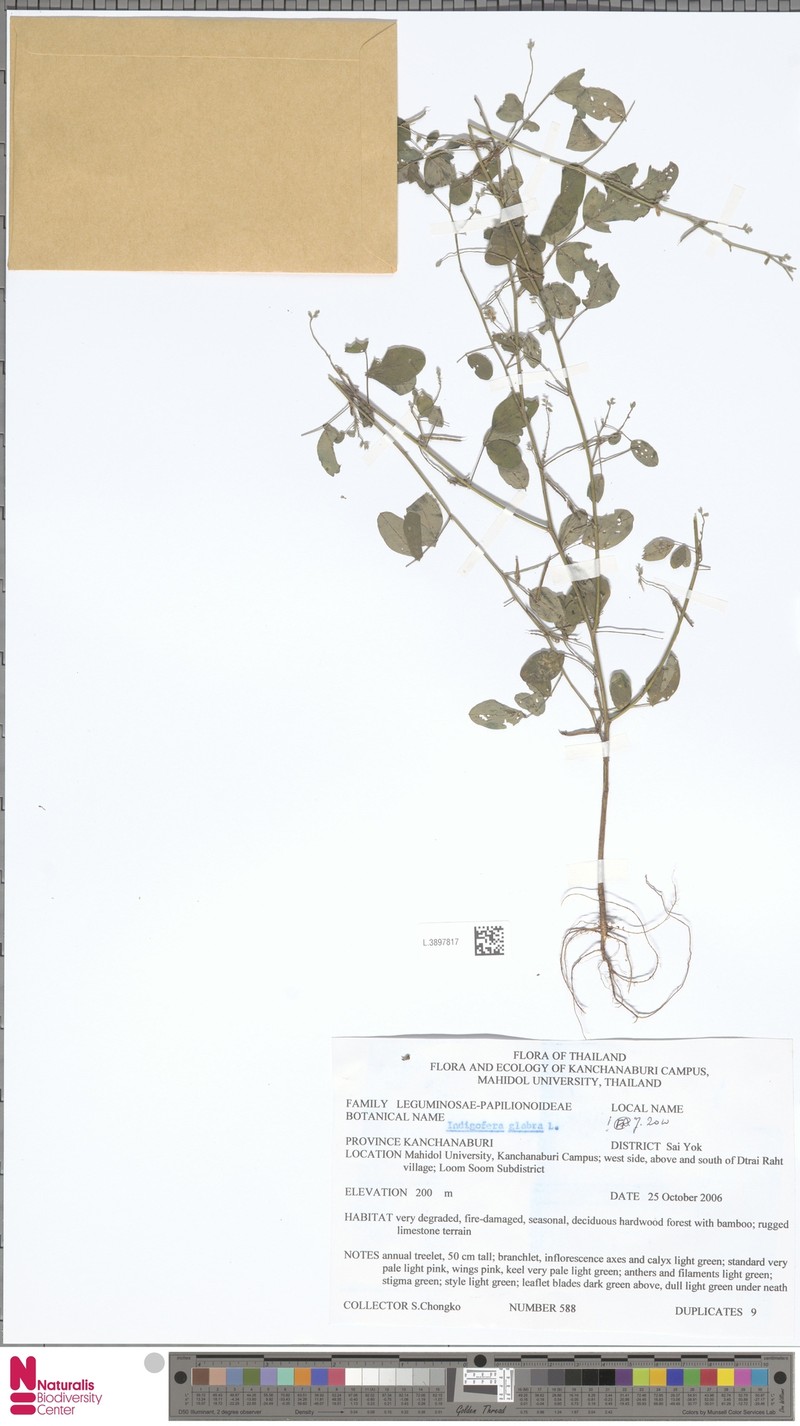 Indigofera glabra photo 5