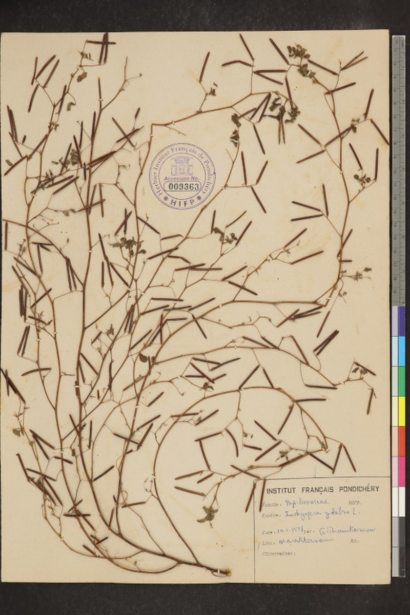 Indigofera glabra photo 6