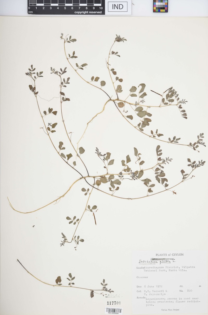 Indigofera glabra photo 7