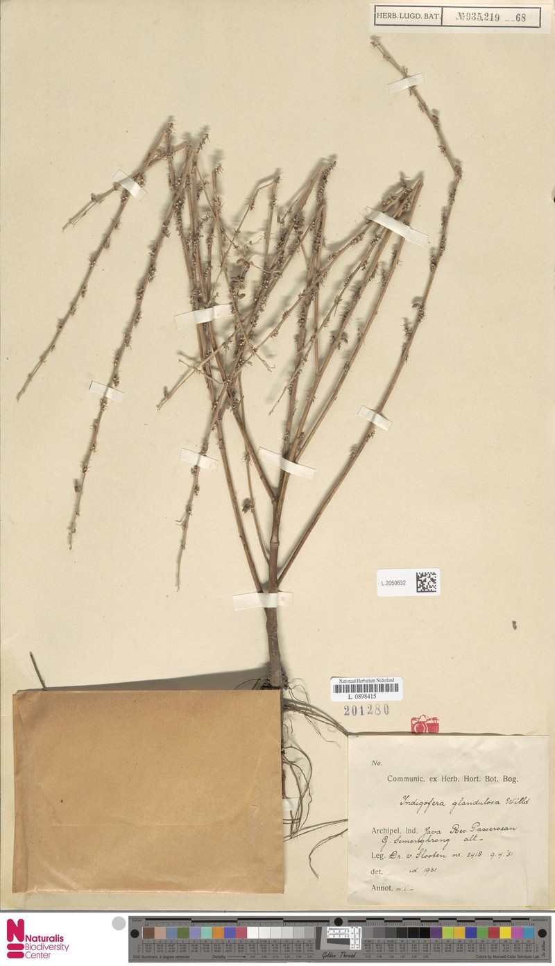 Indigofera glandulosa var. glandulosa