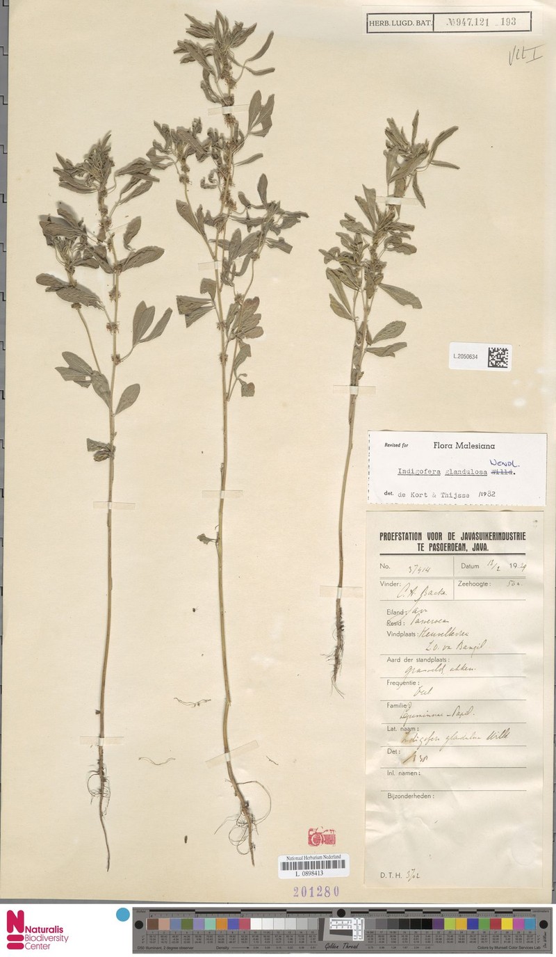 Indigofera glandulosa var. glandulosa photo 4