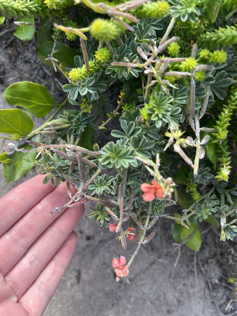 Indigofera glaucescens photo 2