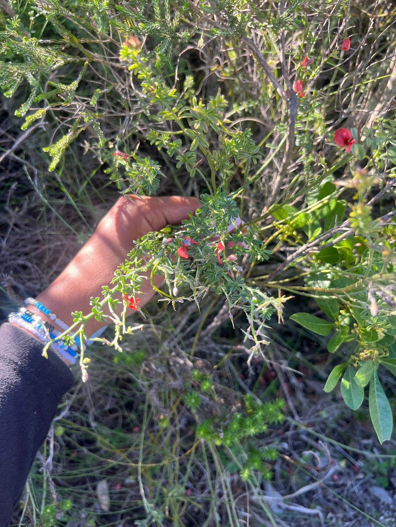Indigofera glaucescens photo 3