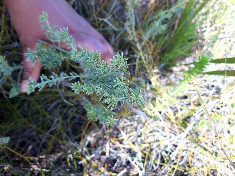 Indigofera glaucescens photo 6