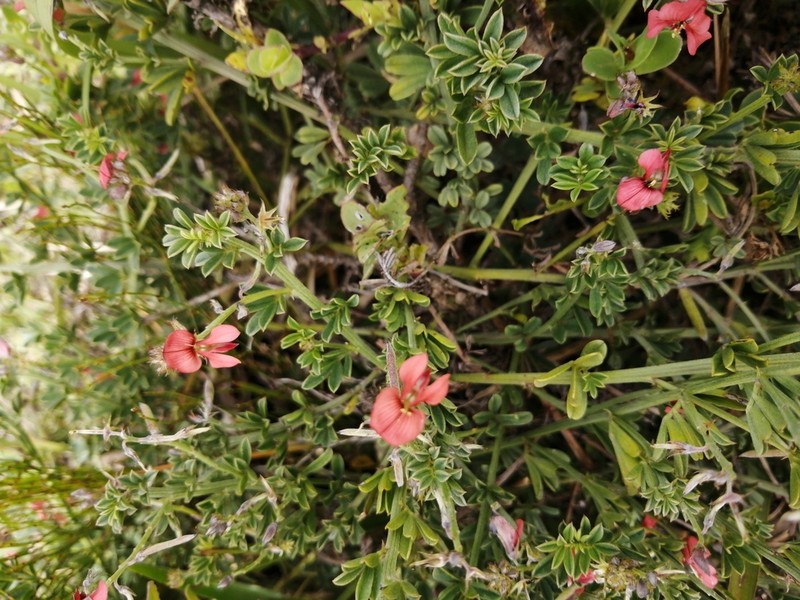 Indigofera glaucescens photo 7