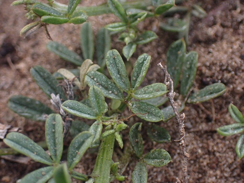 Indigofera glaucescens photo 8