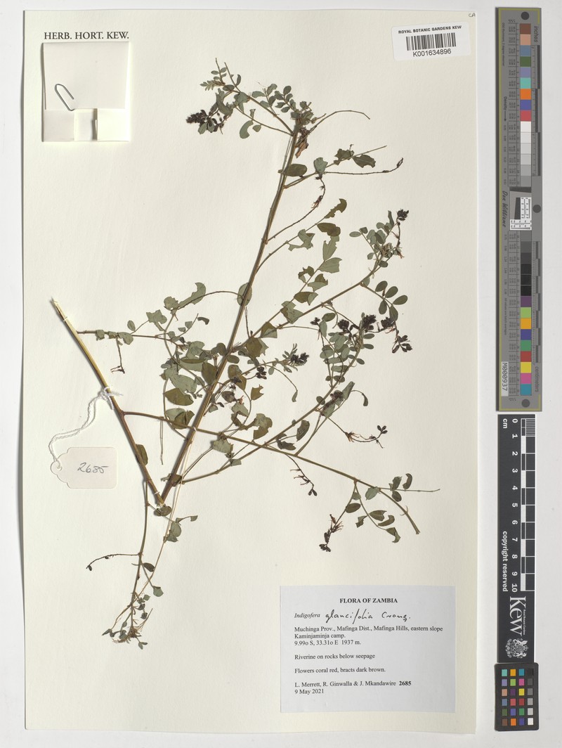 Indigofera glaucifolia