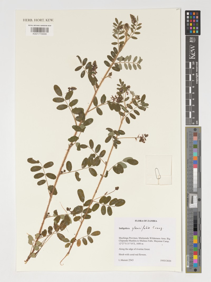 Indigofera glaucifolia photo 2