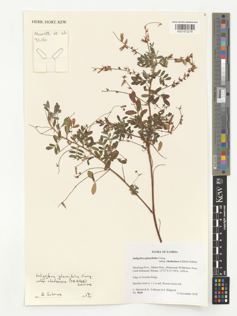 Indigofera glaucifolia photo 3