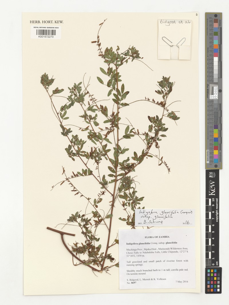 Indigofera glaucifolia subsp. glaucifolia