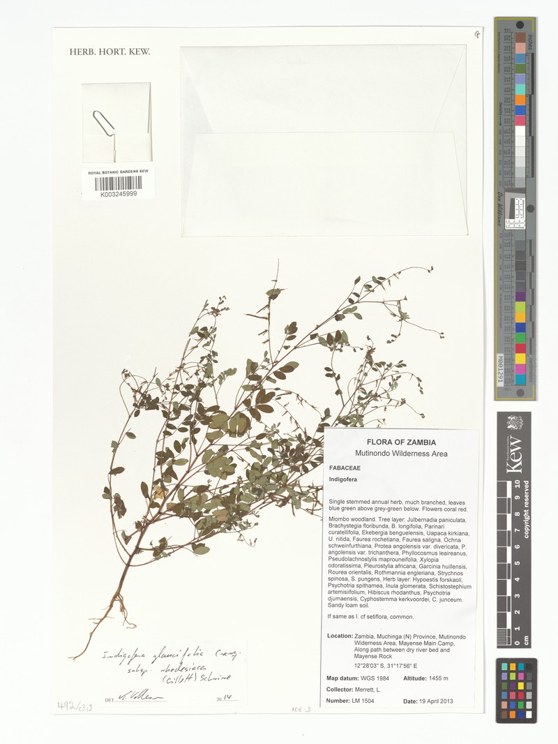 Indigofera glaucifolia subsp. rhodesiaca photo 2