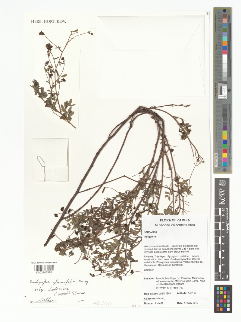 Indigofera glaucifolia subsp. rhodesiaca photo 3