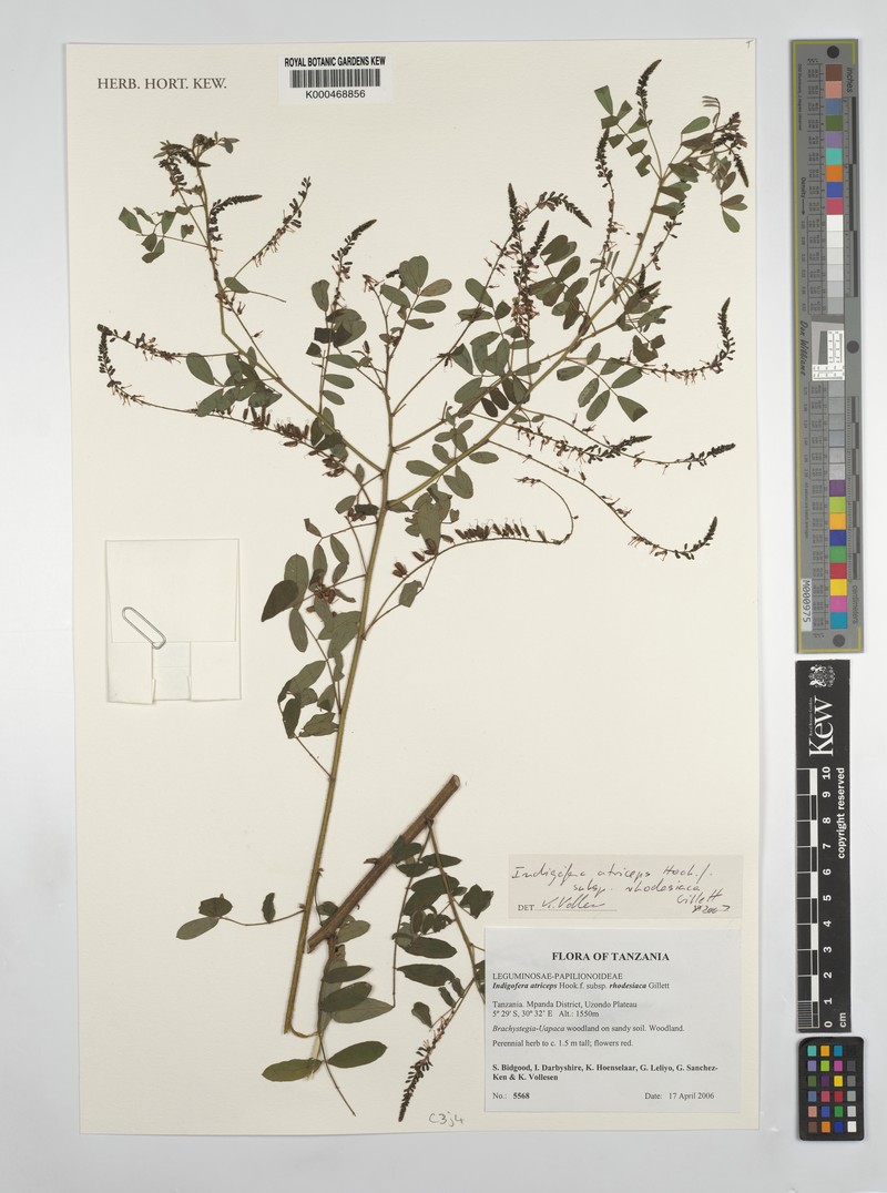 Indigofera glaucifolia subsp. rhodesiaca photo 4