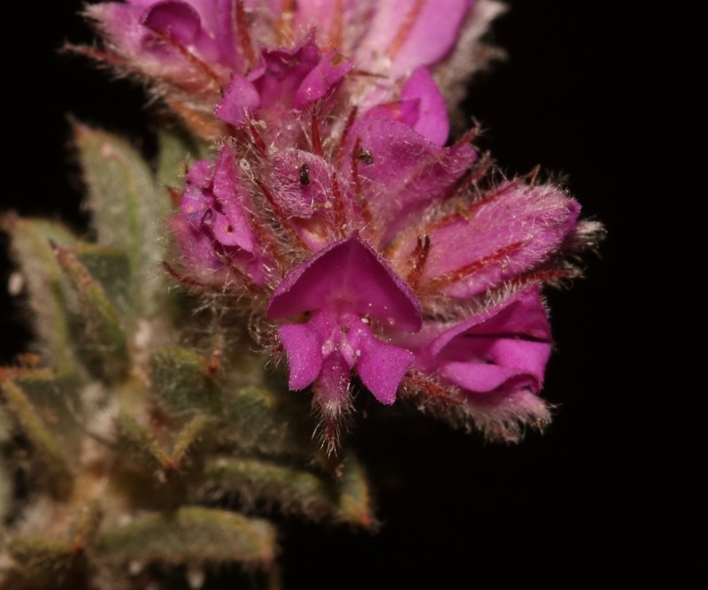 Indigofera glomerata