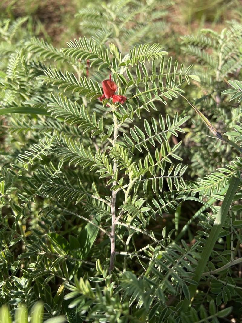 Indigofera gobensis