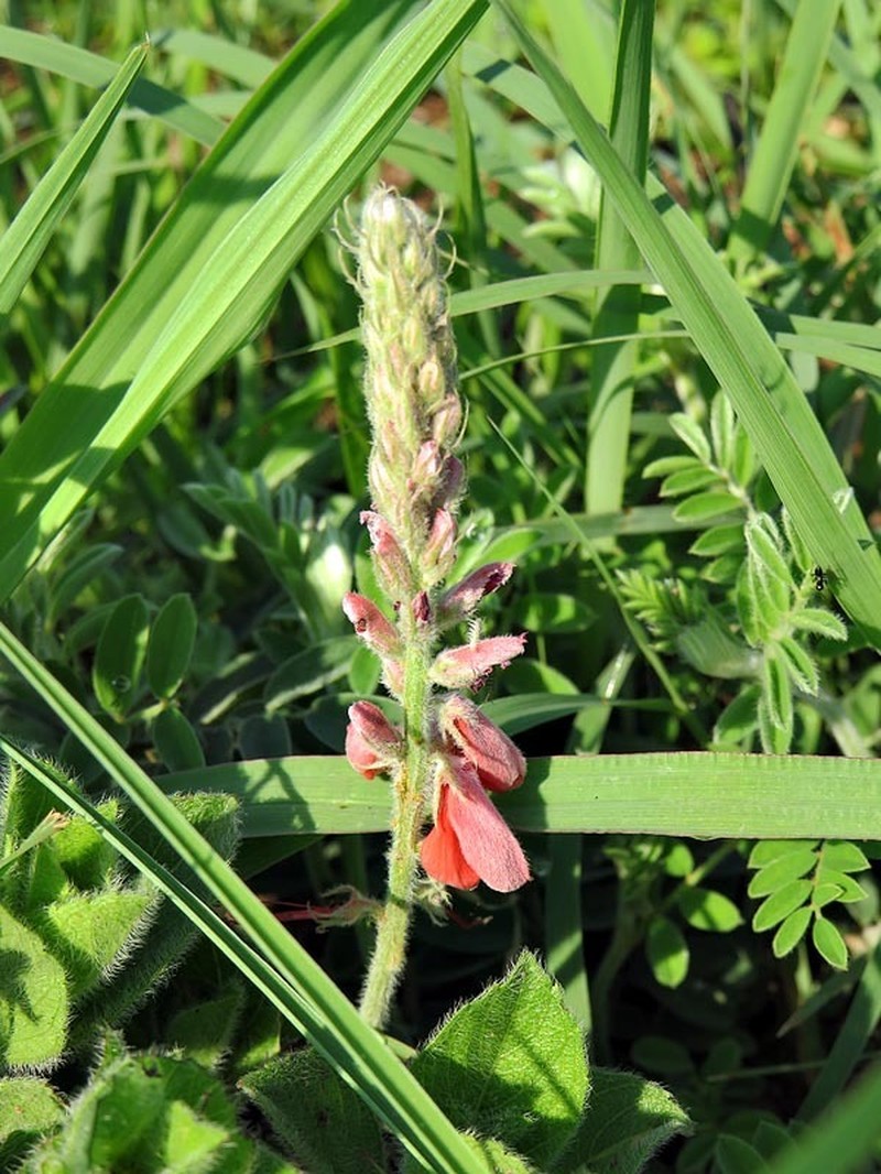 Indigofera gobensis photo 2