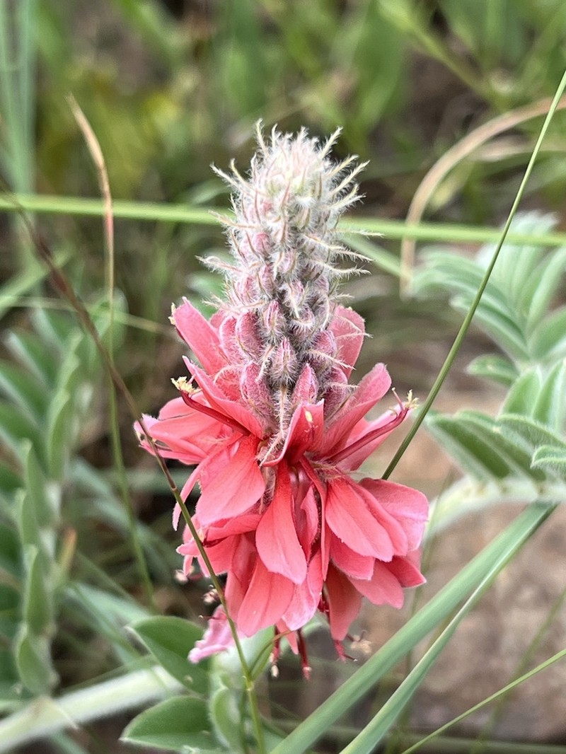 Indigofera gobensis photo 3