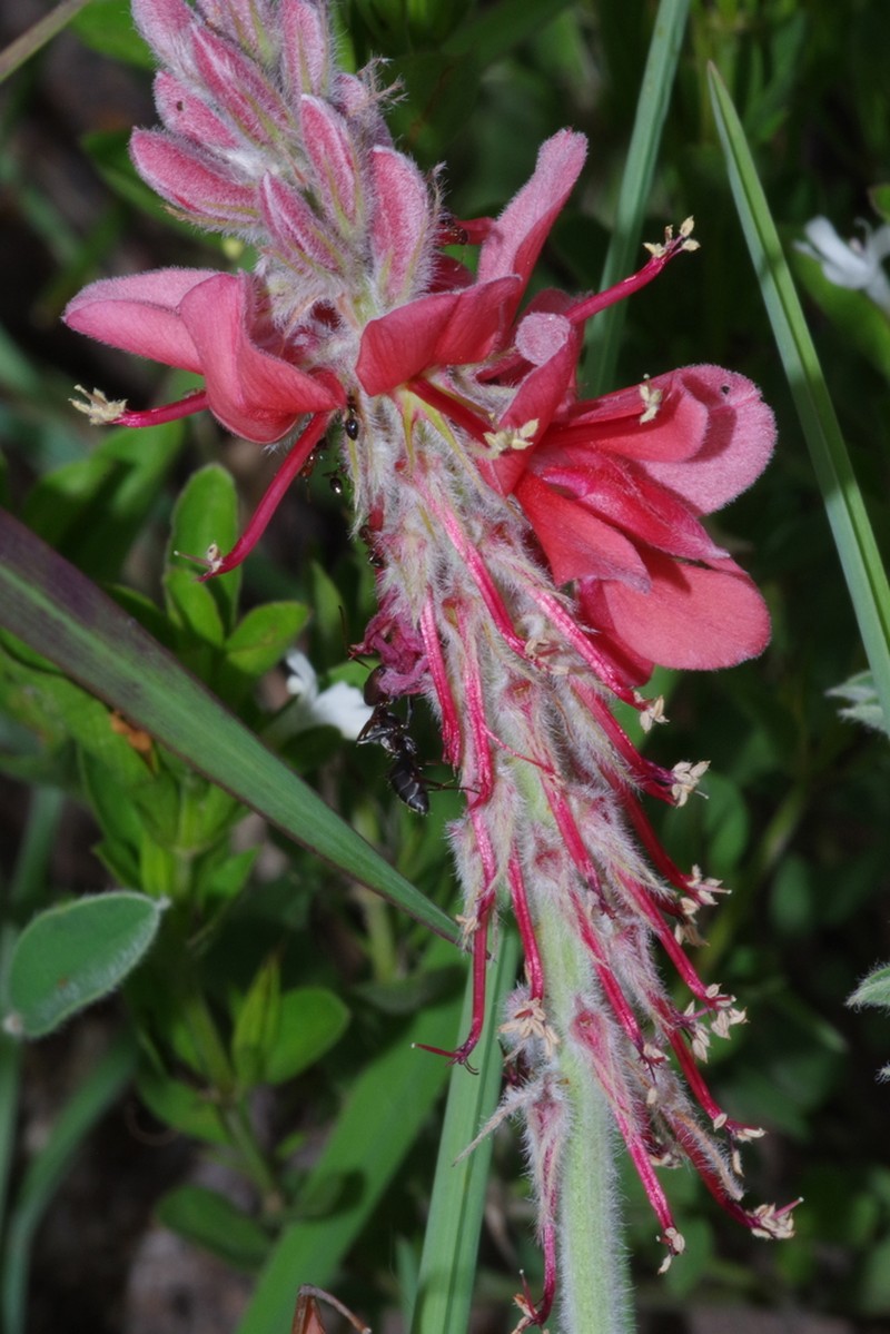 Indigofera gobensis photo 4