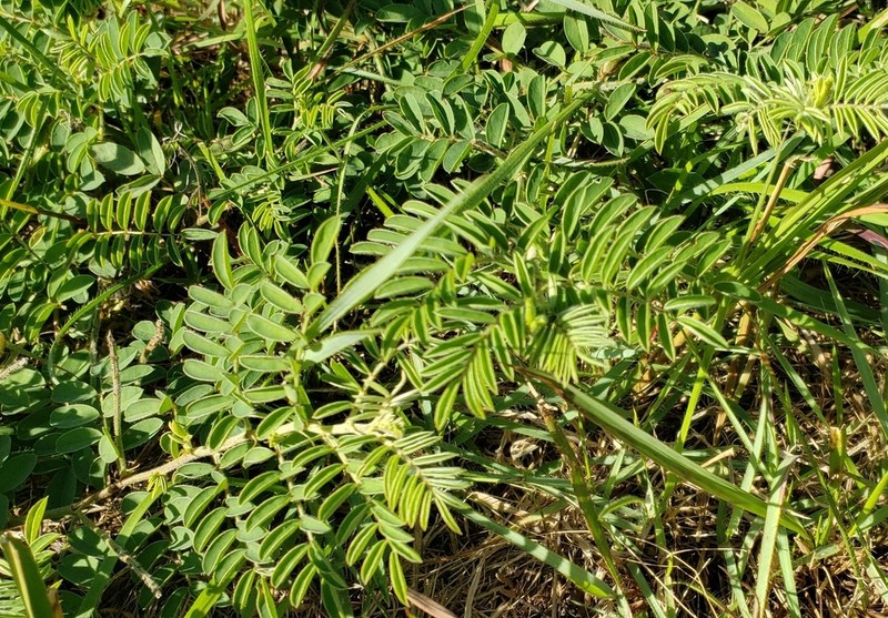 Indigofera gobensis photo 5