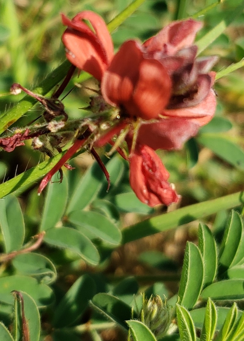 Indigofera gobensis photo 6