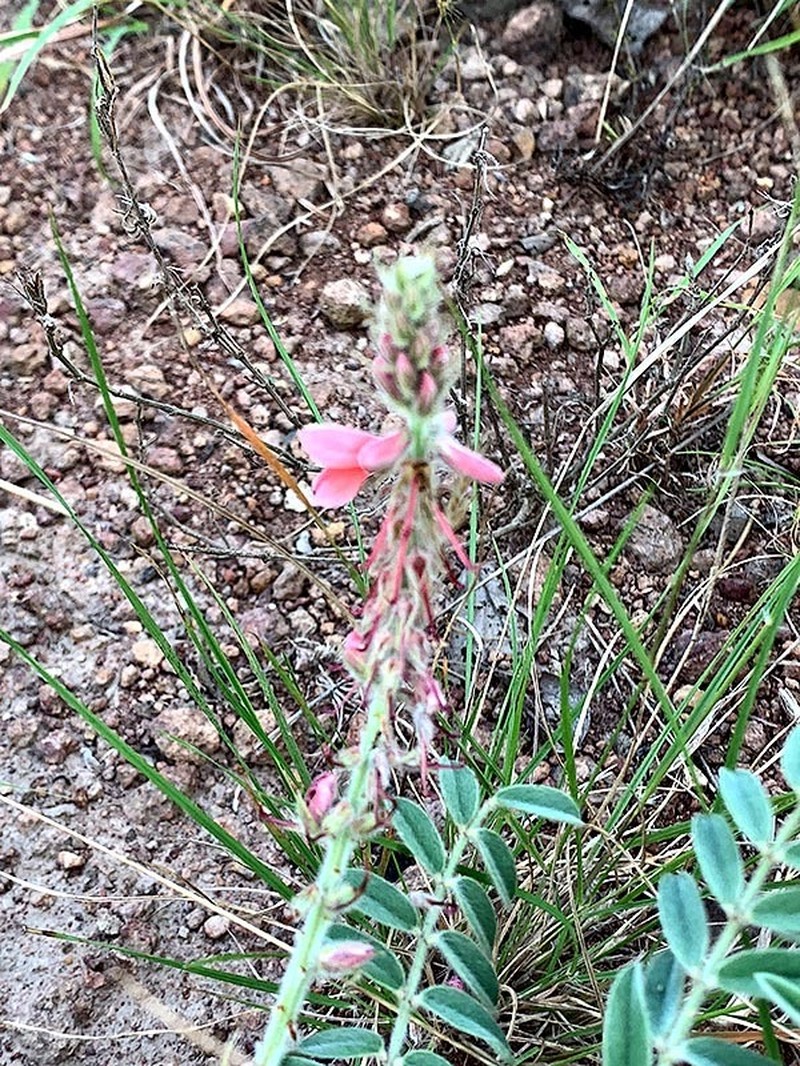 Indigofera gobensis photo 7