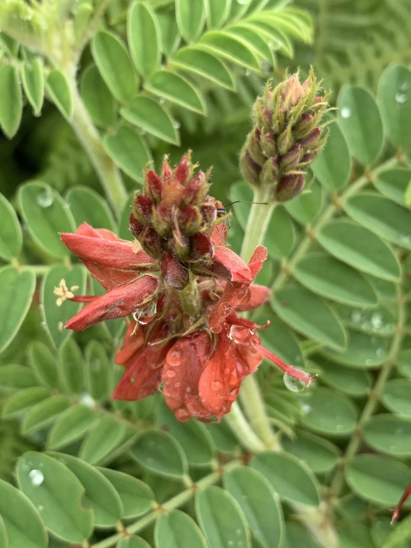 Indigofera gobensis photo 8