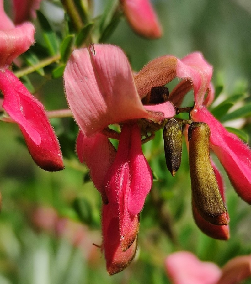 Indigofera goetzei