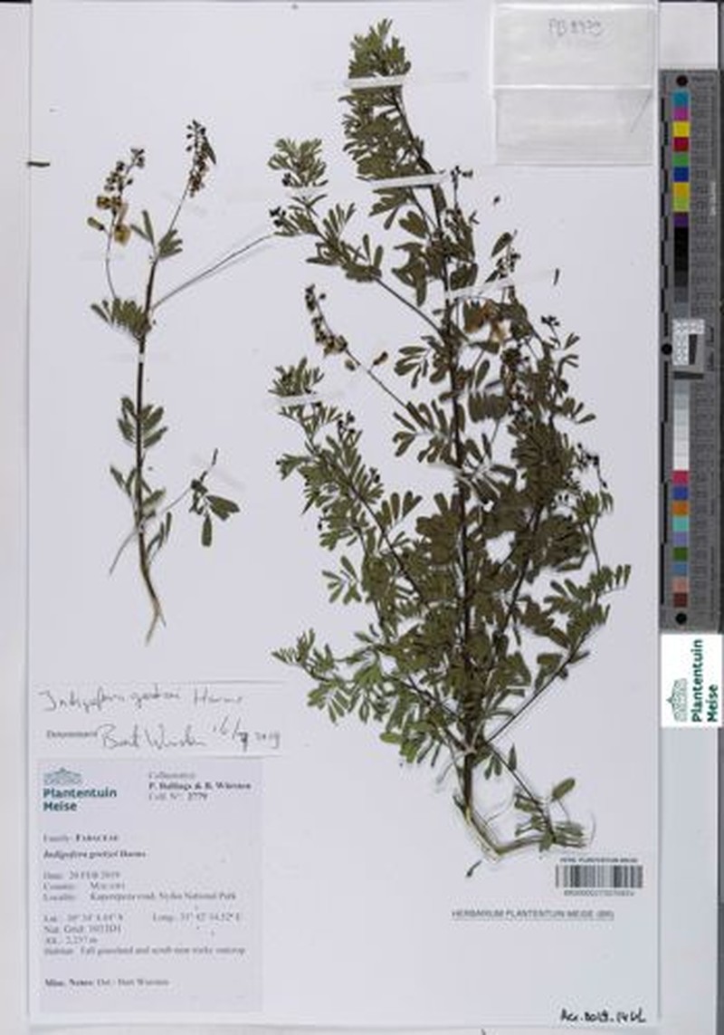 Indigofera goetzei photo 2
